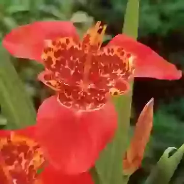Speciosa